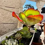 Tgnfunfam - Private Terrace, Bbq, Pool And Beach!